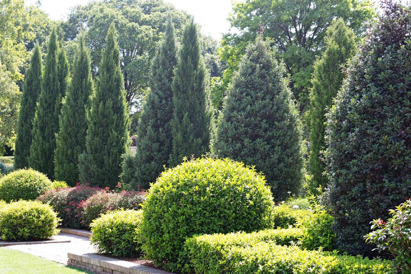 Quels végétaux choisir pour créer une haie de jardin ?