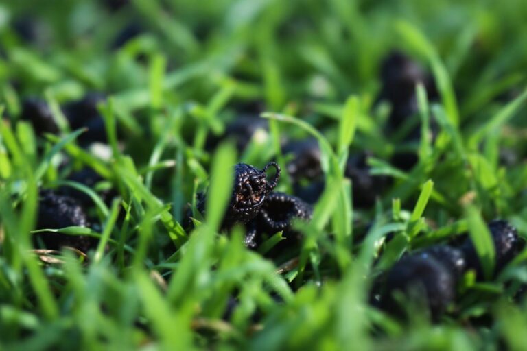 Crottes de hérissons : indicateur de santé de votre jardin