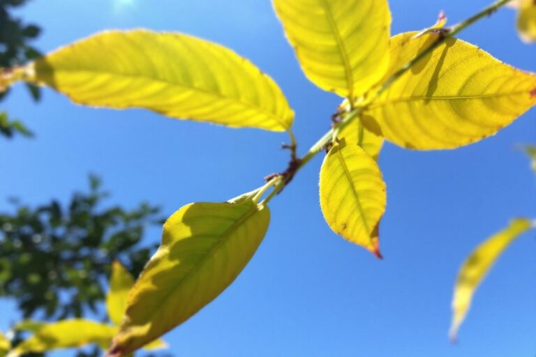 Feuilles de dipladénia qui jaunissent : causes et solutions