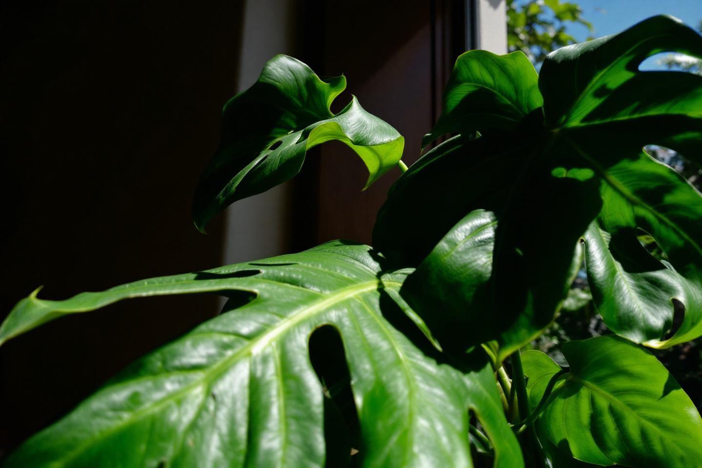 Monstera deliciosa : guide complet d'entretien et de culture