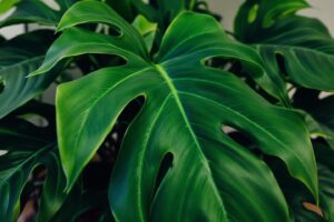 Monstera deliciosa : guide complet d'entretien et de culture