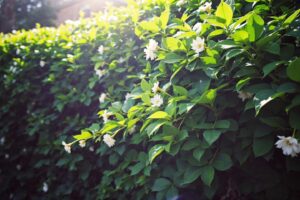 Haie de laurier : plantation, entretien et variétés à choisir