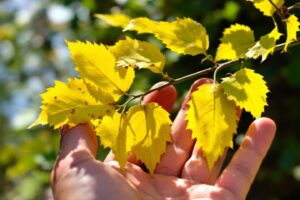 Pourquoi les feuilles de laurier jaunissent et comment y remédier