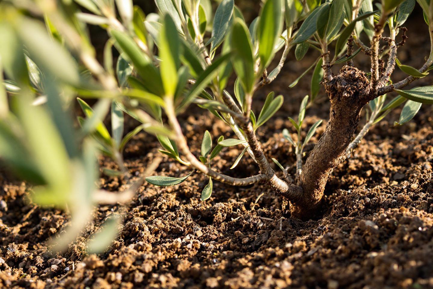 Olivier 1m50 à 99€ : achat, livraison rapide et conseils d'entretien