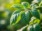 découvrez les raisons pour lesquelles les feuilles de tomates s'enroulent et apprenez à identifier les causes pour mieux soigner vos plants et optimiser votre récolte.